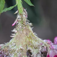 Celosia argentea L.